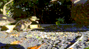 baby bug GIF