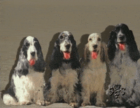 Snuls humour mdr chien drole GIF