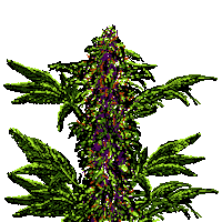 Smoke Tree Sticker