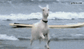 GIF by Random Goat