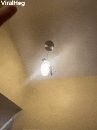 Sugar Gliders Leap From Hanging Light