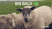 Germany Travel GIF by Tourism Ireland