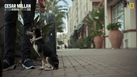 Nat Geo Dog GIF by National Geographic Channel