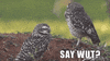 Double Take What GIF by Honda