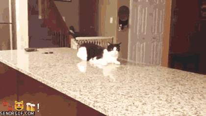 cat counter GIF by Cheezburger