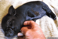 happy pig GIF