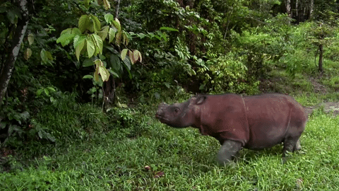 symphony for our world GIF by Nat Geo Wild 