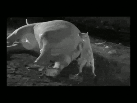 elephants guts GIF