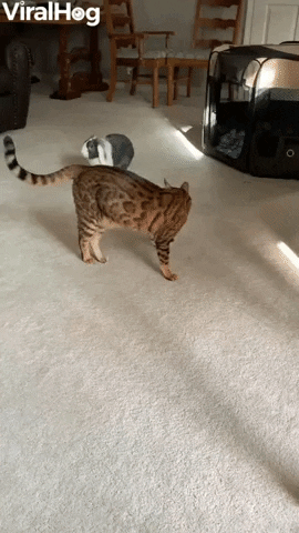 Bunny And Cat Play Like Brothers GIF by ViralHog