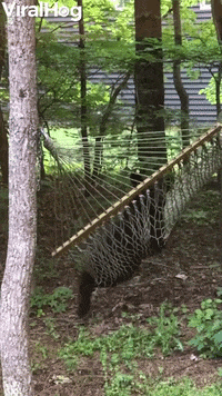 Bear Has A Relaxing Swing In Backyard Hammock GIF by ViralHog