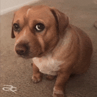 Cute Dog Gulp GIF by Respective