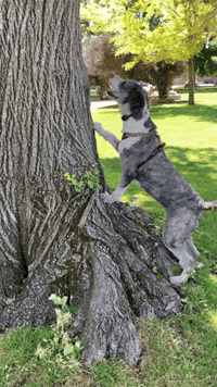 LaniOfHayes poodle dog jump dog jumping jumping to conclusions GIF