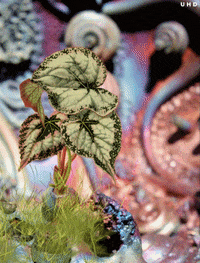 Art Animation GIF by Uwe Heine Debrodt