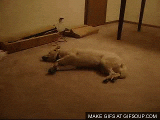 asudeasar giphyupload GIF