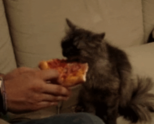 cat pizza GIF