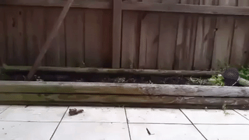 Ecstatic Puppy Discovers Digging
