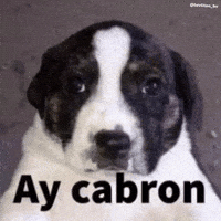 Dog Follow GIF