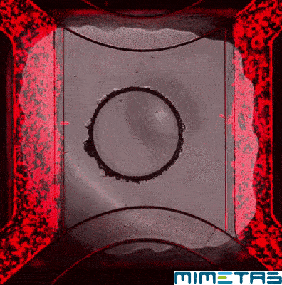 MIMETAS giphyupload science research biotech GIF