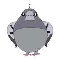 Pidgeon Sticker