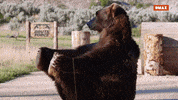 Bear Yoga GIF by DMAX Turkiye