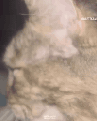 Jiggle Fatty GIF by Respective