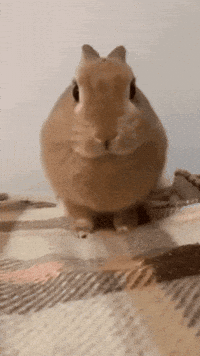 Angry Bunny GIF