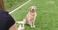funny dogs GIF by Nat Geo Wild 