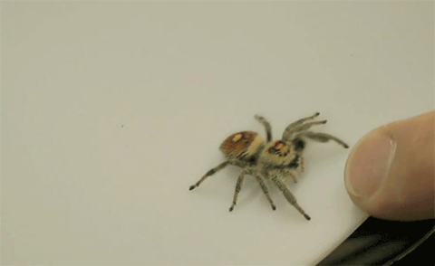 spiders GIF
