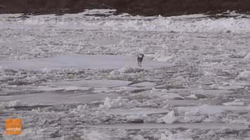 Brave Little Deer Stranded on Ice in Maine