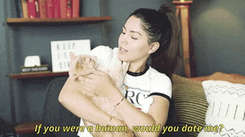 youtube cat GIF