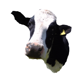 cow STICKER by imoji