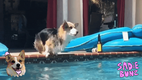 deladeso giphyupload summer dogs puppies GIF