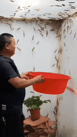 GIF