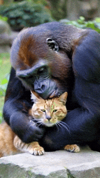 Cat Gorilla GIF by systaime