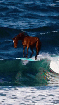 Beach Horse GIF