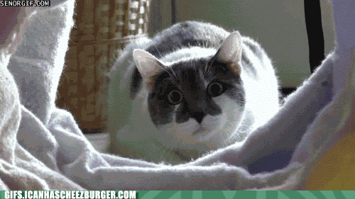 page pounce GIF by Cheezburger