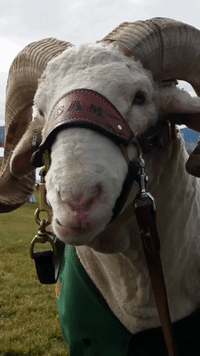 colorado state university mascot GIF