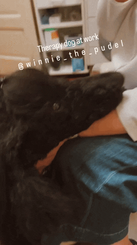 CelebrityPets giphyupload poodles therapy dog standard poodle GIF