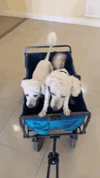 Crepstick  GIF