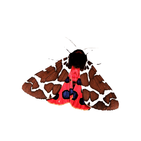 Summer Fly Sticker by Butterfly Conservation