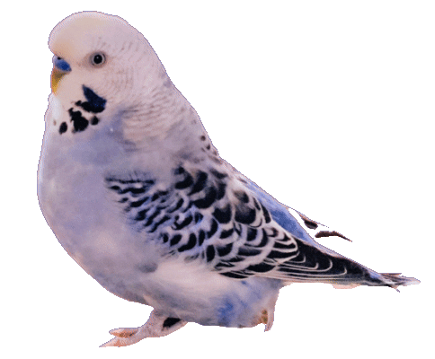 Bird Pet Sticker
