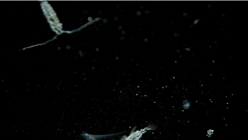 Sea Crab GIF by PBS Digital Studios