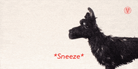 bryan cranston sneeze GIF by Fox Searchlight