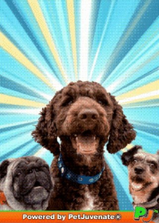 PetJuvenate giphyupload petjuvenate henlo hooman fren love rescue dogs GIF