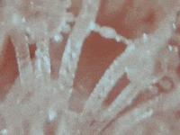 Coinband Coinmusic GIF by COIN