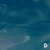Discovery Channel Travel GIF by Shark Week