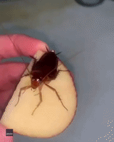 Acrobatic Cockroach 'Backflips' Out of Insect Enthusiast's Hand