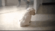 barbara mori cine GIF