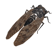 OmegaC semi cicada omegac semimemory Sticker