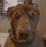 Scared Dog GIF
